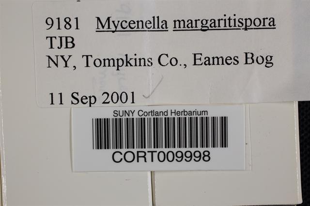 Mycenella margaritispora image