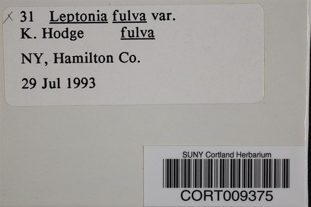 Leptonia fulva f. fulva image
