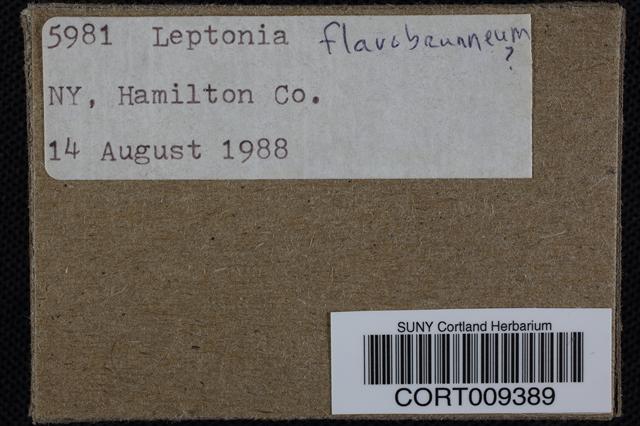 Leptonia flavobrunnea image