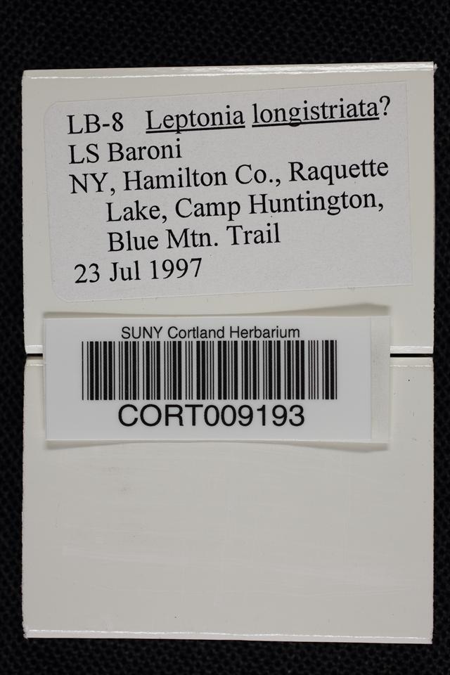 Entoloma longistriatum image
