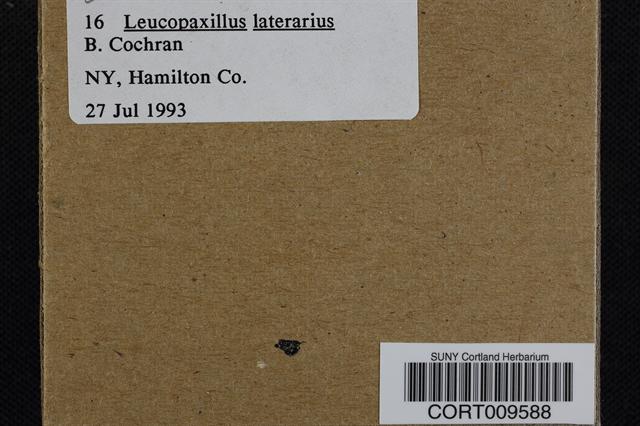 Leucopaxillus laterarius image