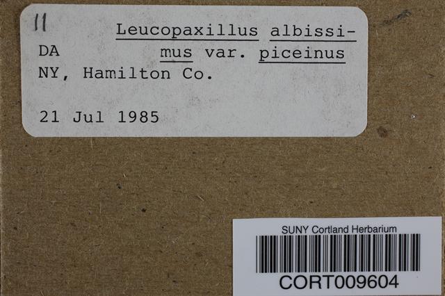 Leucopaxillus albissimus var. piceinus image