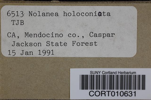 Nolanea holoconiota image
