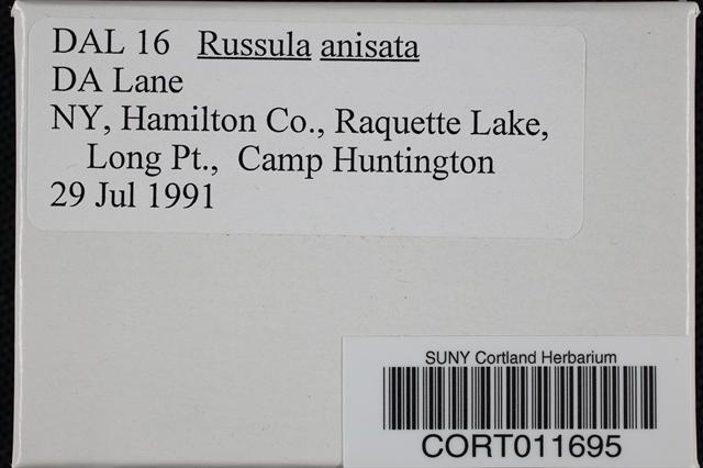 Russula anisata image