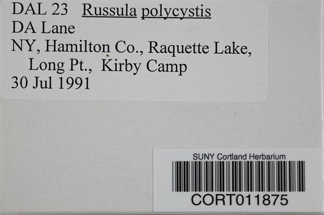 Russula polycystis image