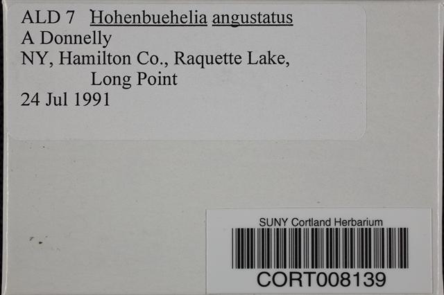 Hohenbuehelia angustata image