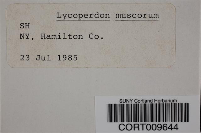 Lycoperdon muscorum image