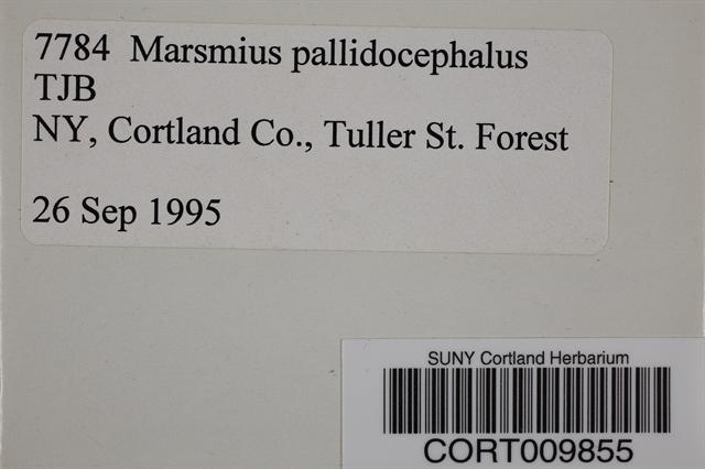 Marasmius pallidocephalus image