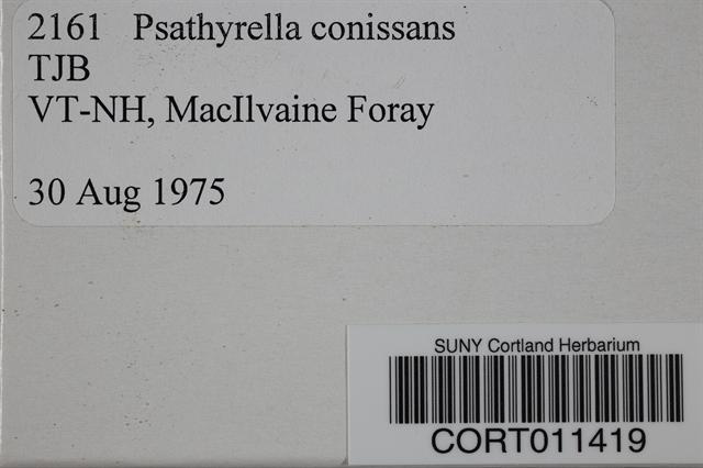 Psathyrella conissans image