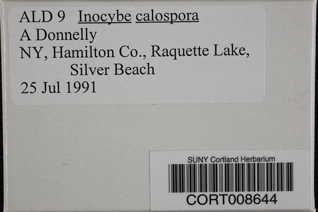 Inocybe calospora image