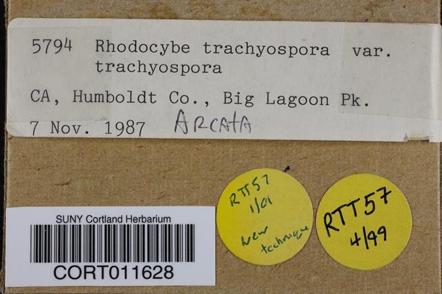 Rhodocybe trachyospora image