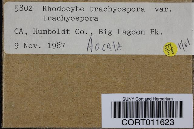 Rhodocybe trachyospora image