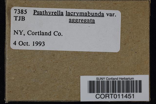 Psathyrella lacrymabunda var. aggregata image