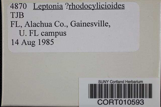Leptonia rhodocylicioides image