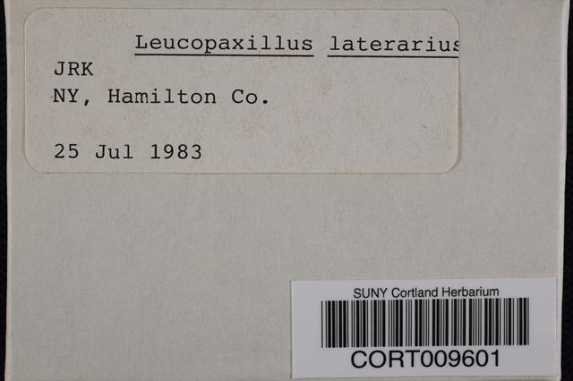 Leucopaxillus laterarius image