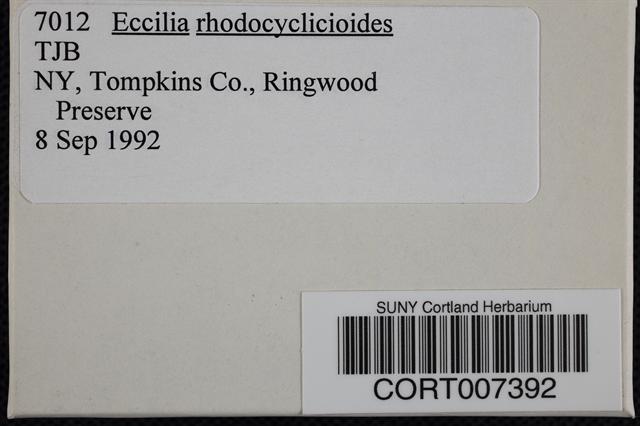 Eccilia rhodocyclicioides image