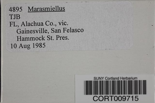 Marasmius palmivorus image