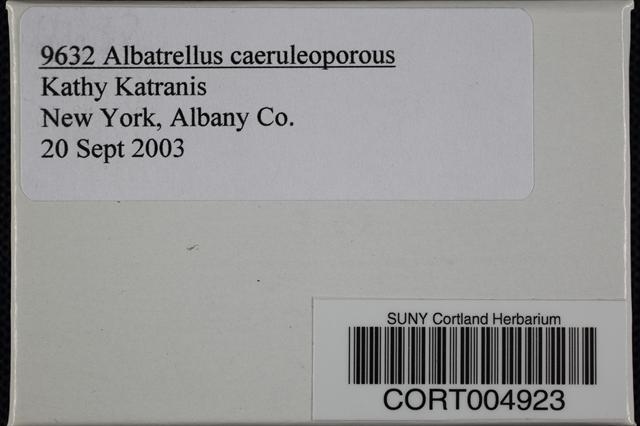 Albatrellus caeruleoporus image