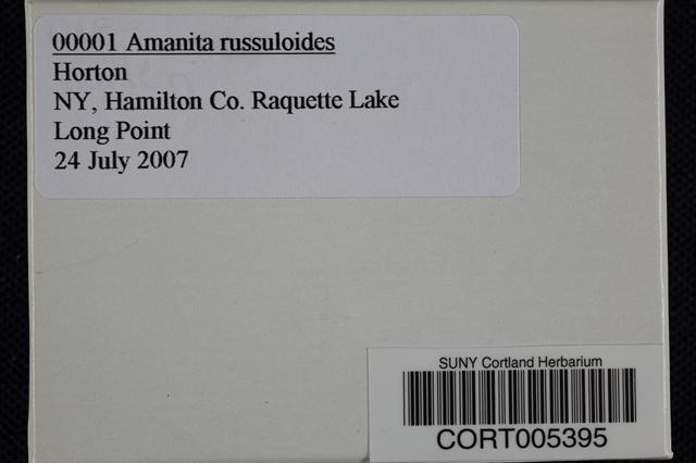 Amanita russuloides image