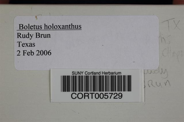 Boletus holoxanthus image