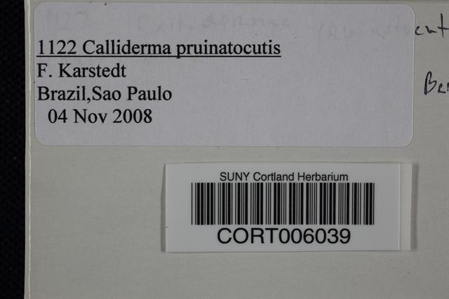 Calliderma pruinatocutis image