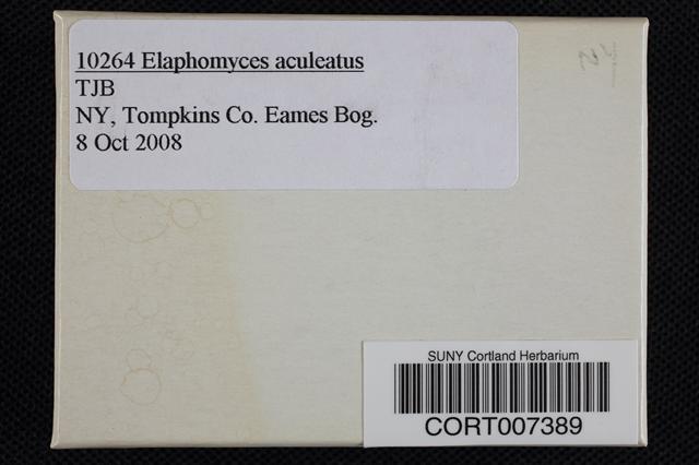 Elaphomyces aculeatus image