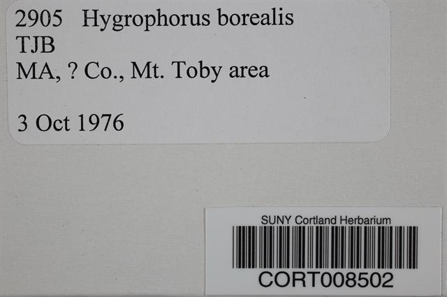 Hygrophorus borealis image