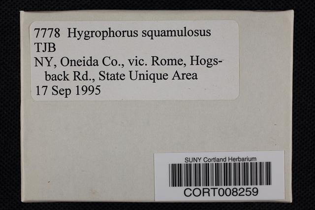 Hygrophorus squamulosus image