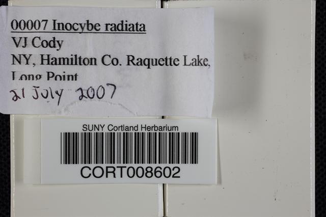 Inocybe radiata image