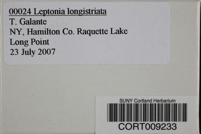 Entoloma longistriatum var. longistriatum image