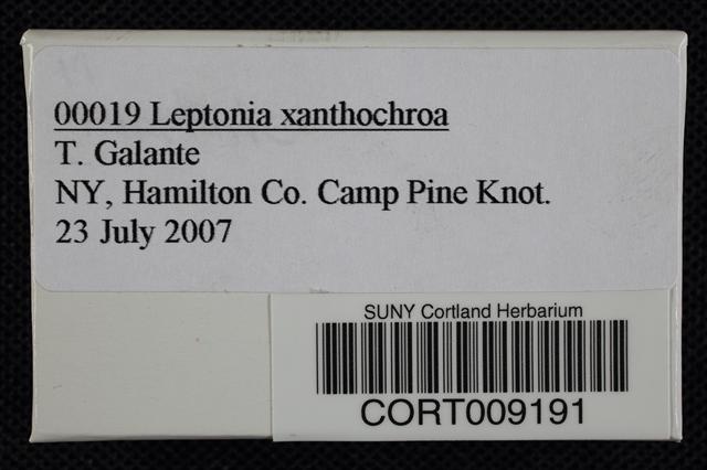 Entoloma xanthochroum image