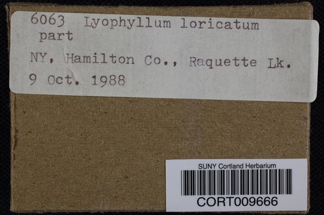 Lyophyllum loricatum image
