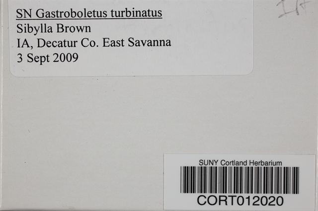 Gastroboletus turbinatus image